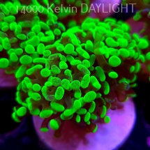 Euphyllia paraancora GREEN HOLOGRAM HAMMER (01.04.2025)