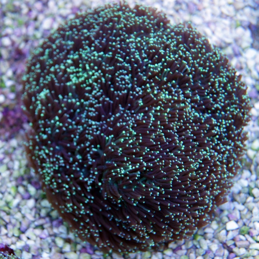 Galaxea fascicularis