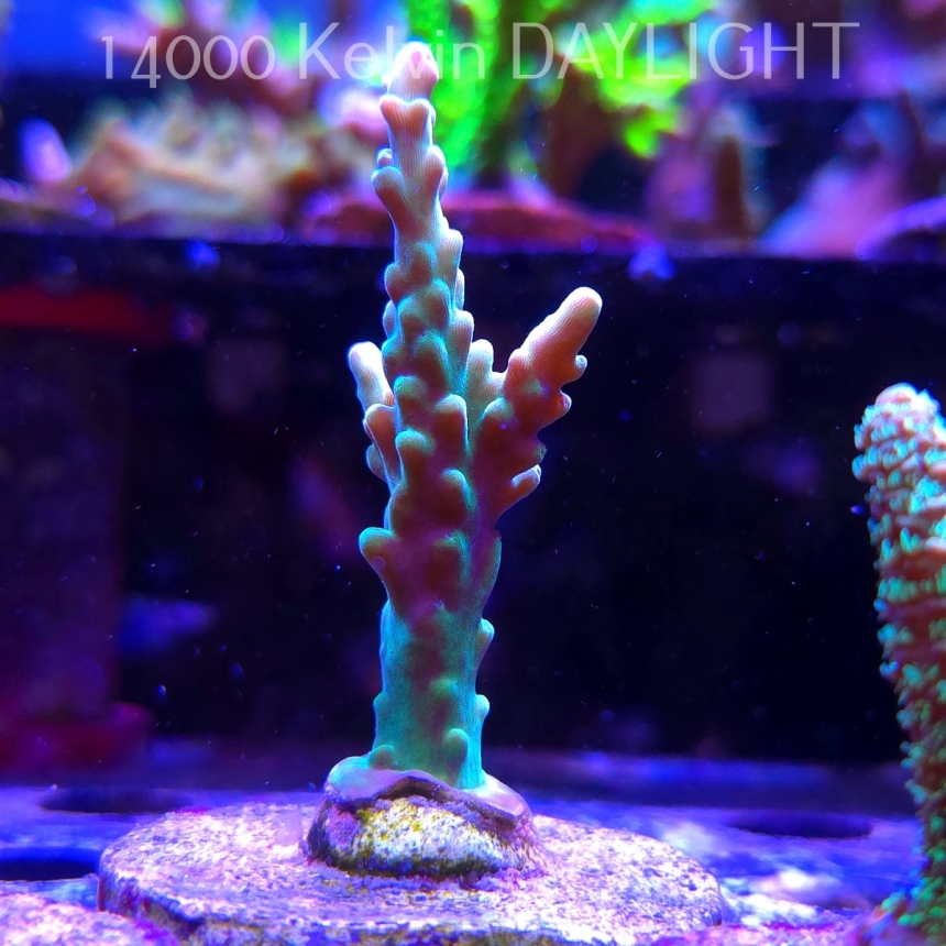 Acropora sp. AUSTRALIA (21.06.2025) L4-I-27  7cm