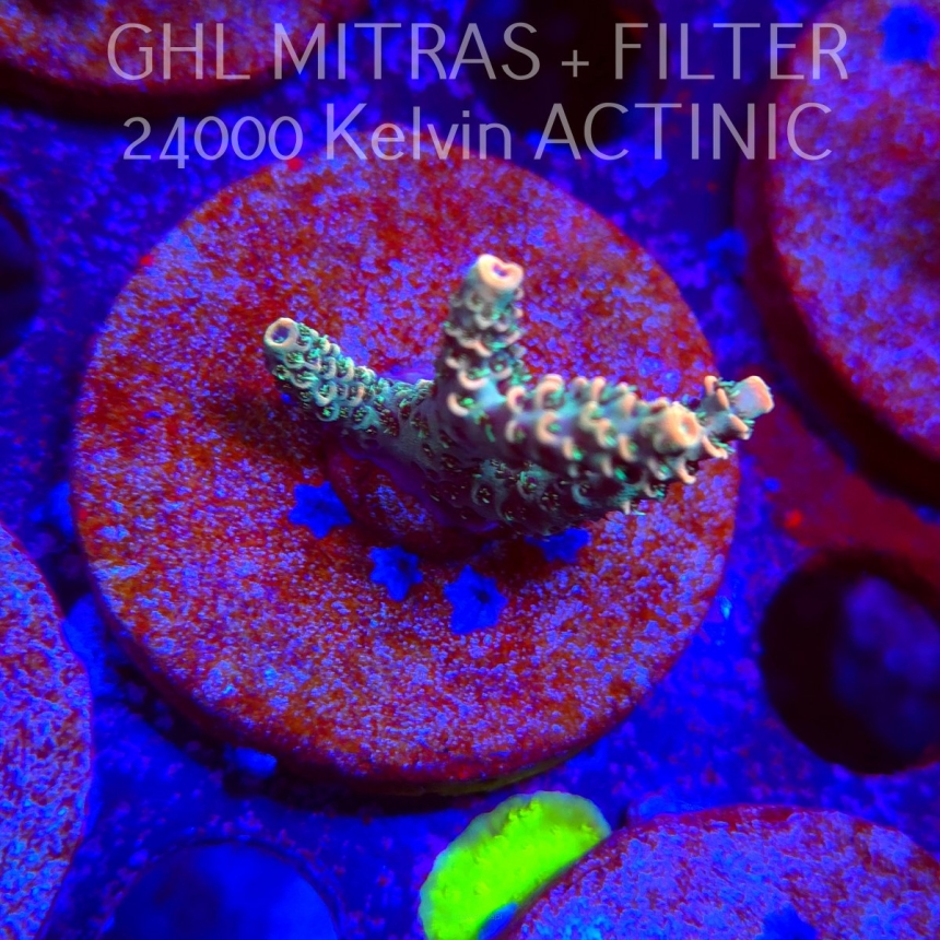 Acropora sp. AUSTRALIA (20.02.2025) L4-I-27  3cm