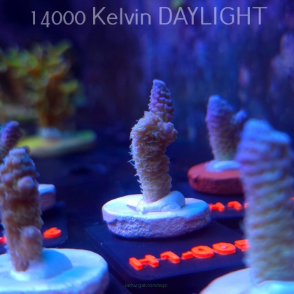 Acropora MILLEPORA RAINBOW (16.10.2025) H1-005  3cm