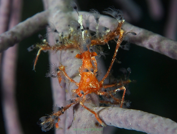 Podochela sidneyi (Decorator Arrow Crab) 2 cm