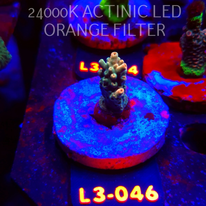 Acropora Jason Fox B33 BOMBER Acro (04.01.2026) L3-046  3cm