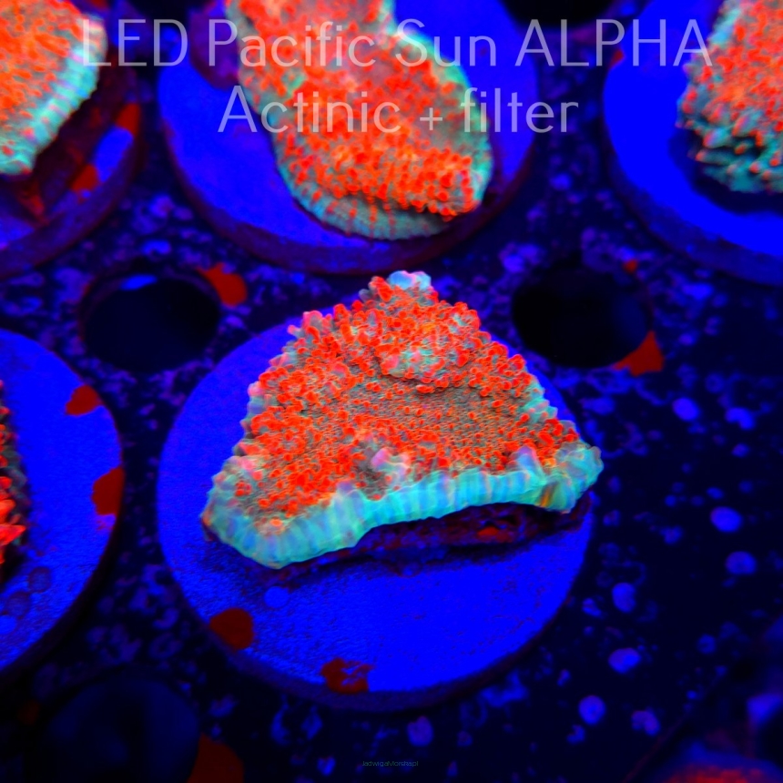 Echinophyllia Lava Rush Chalice (22.01.2025)  4cm