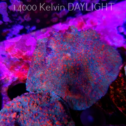Echinophyllia Lava Rush Chalice (18.05.2025)  6cm