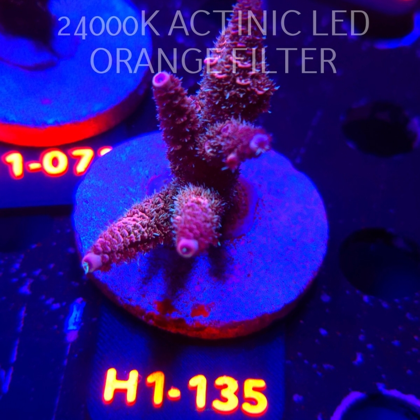 Acropora MILLEPORA PINK FUSION (02.02.2026) H1-135  6cm