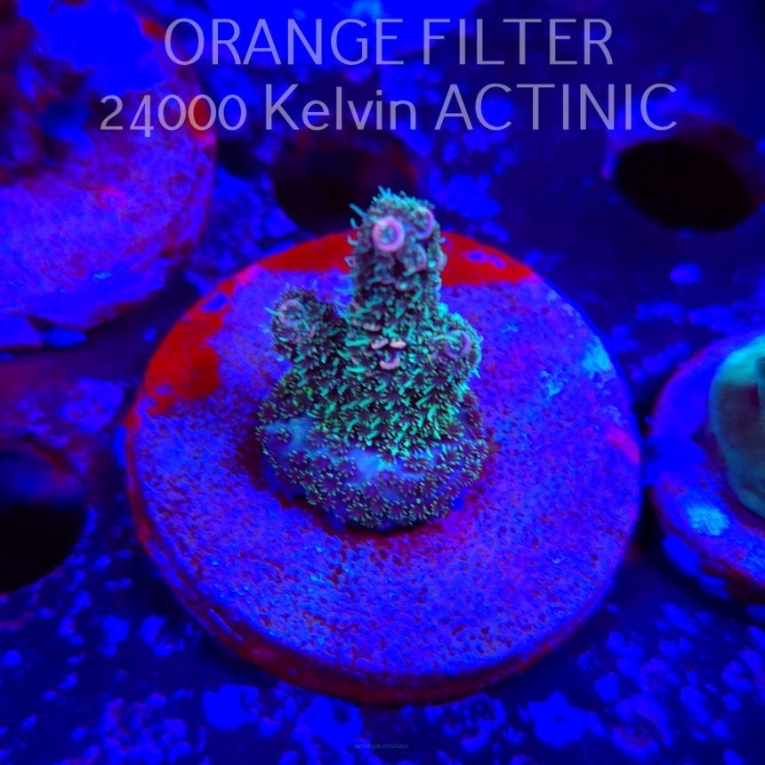 Acropora millepora BLUE (21.06.2025) L4-III-15  3cm