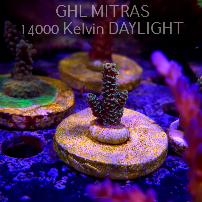 Acropora millepora BLUE (20.02.2025) L4-III-15  3cm