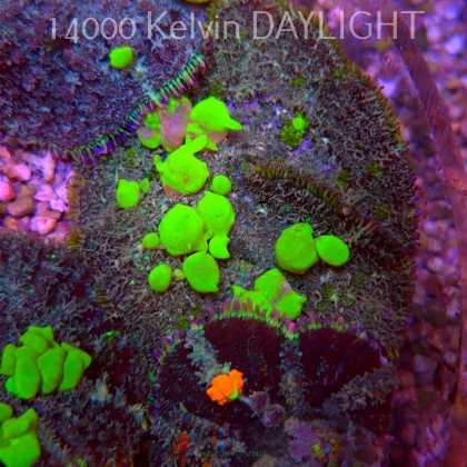  Rhodactis URANIUM Bounce Mushroom (03.06.2025)  7cm