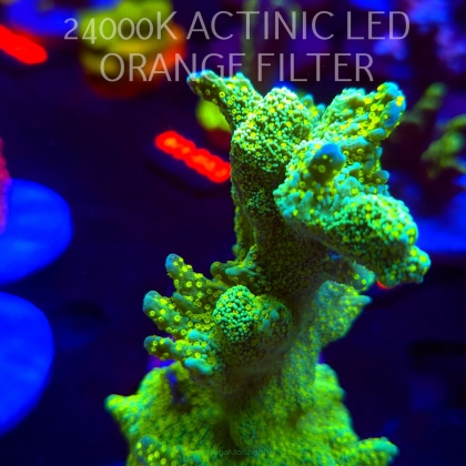 Montipora MALAMPAYA (16.10.2025) H1-099  12cm