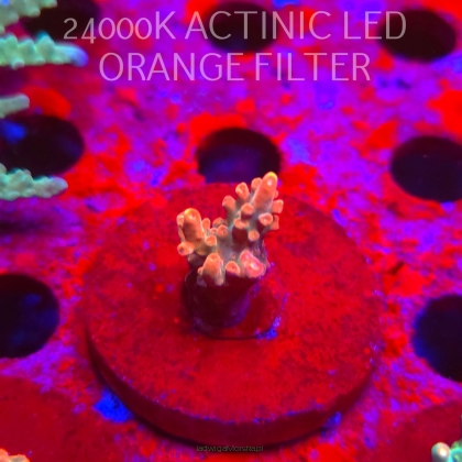 Acropora JMC SPECIAL RED (06.11.2025) MM1-II-8  3cm