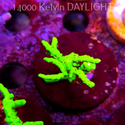 Anacropora WWC SLIMEBALL (08.05.2025) MM1-II-8  4cm