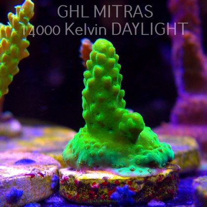 Acropora humilis GREEN AUSTRALIA (20.02.2025) L4-I-18  4cm