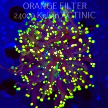 Euphyllia yaeyamaensis YELLOW (02.04.2025)