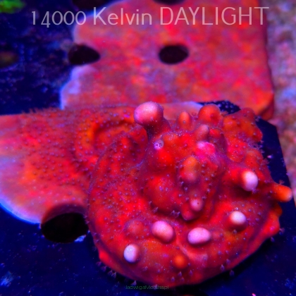 Blue Ridge Coral - Heliopora coerulea - Blue Fire Coral (06.05.2025)  5cm