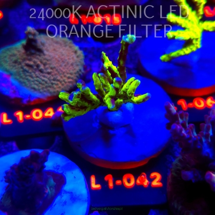 Anacropora WWC SLIMEBALL (11.10.2025) L1-042  4cm