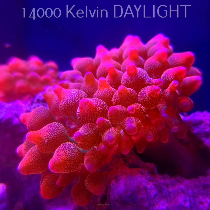 Entacmaea quadricolor RED SNOWFLAKE (16.10.2025)