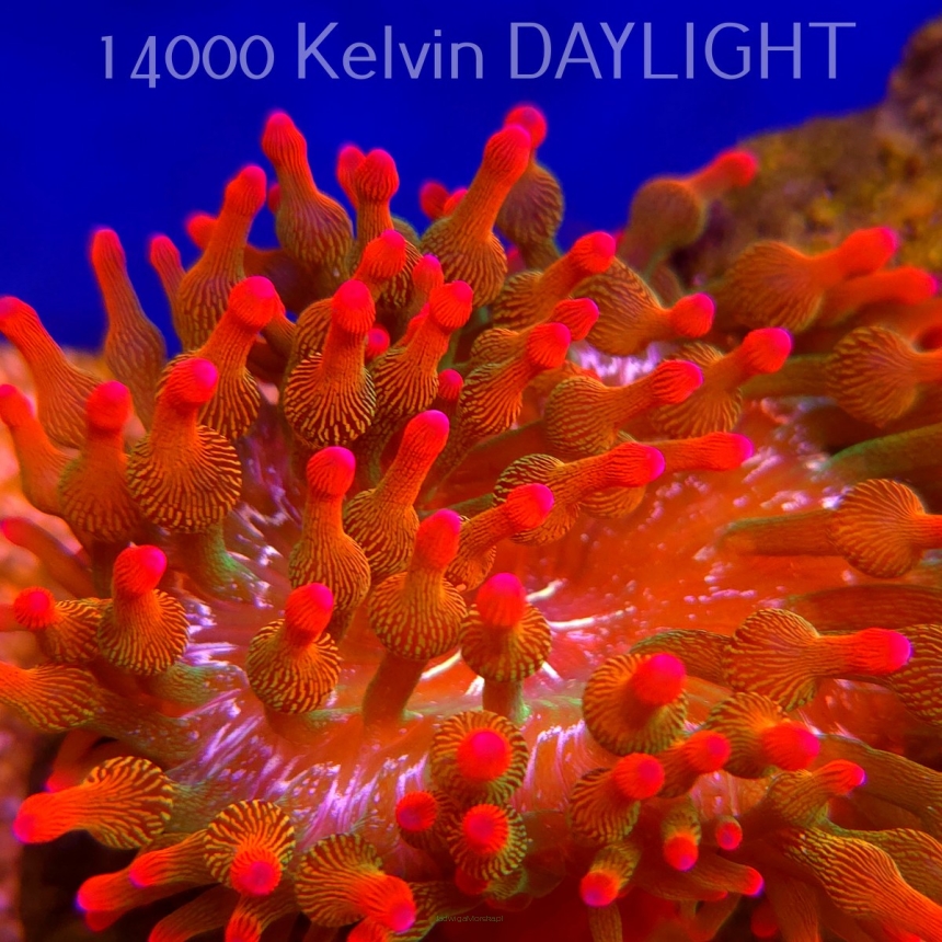 Entacmaea quadricolor RED SNOWFLAKE (18.05.2025)