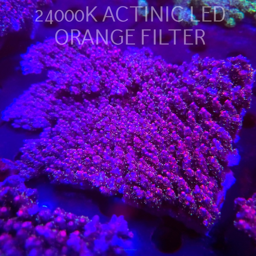 Acropora HYACINTHUS PINK (04.03.2026)  17X12cm