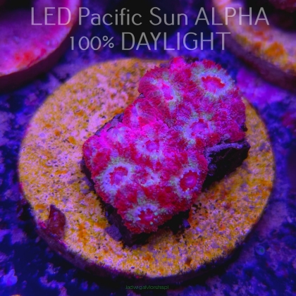 Acanthastrea lordhowensis COSMIC SUNSHINE + NEON MOON POLYPS (11.08.2024)  4cm