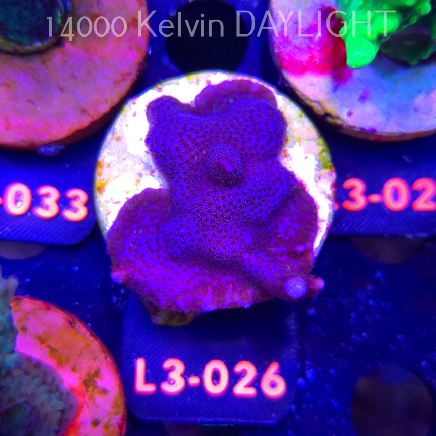 Montipora digitata PURPLE (04.01.2025) L3-026  5cm