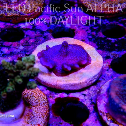 Montipora digitata PURPLE (15.01.2024) L4-III-6  3cm