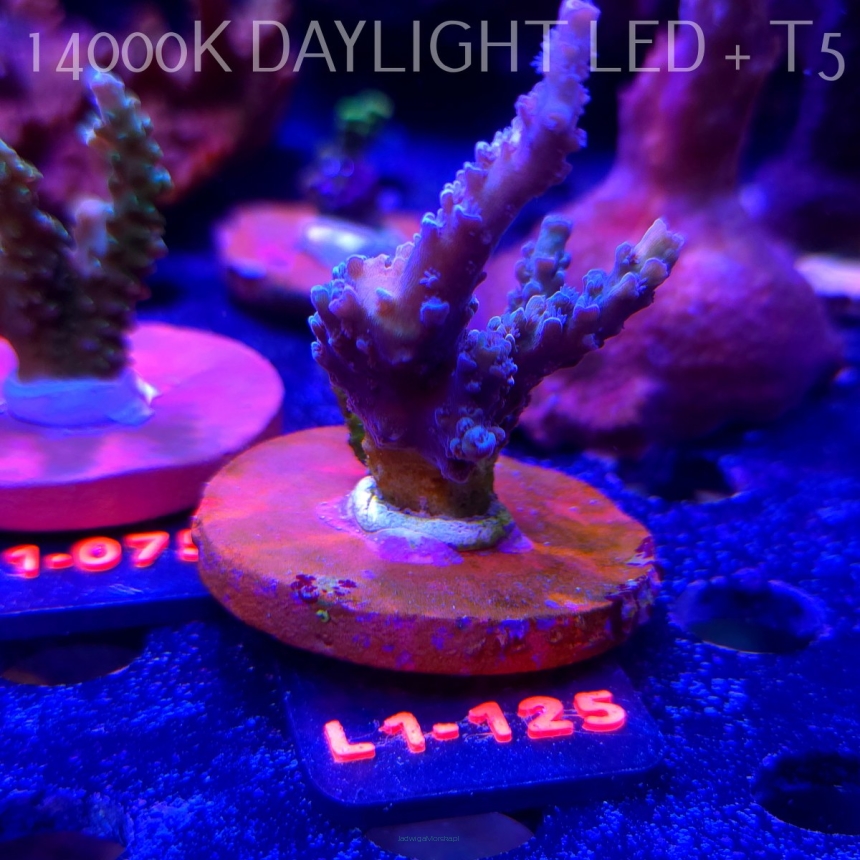 Acropora TENUIS BLUE (09.10.2025) L1-125  6cm