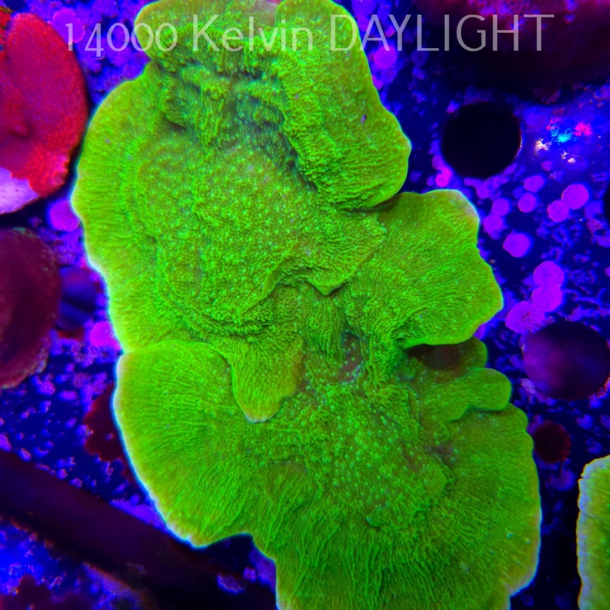 Montipora capricornis TOXIC GREEN (14.02.2026) H4  16cm
