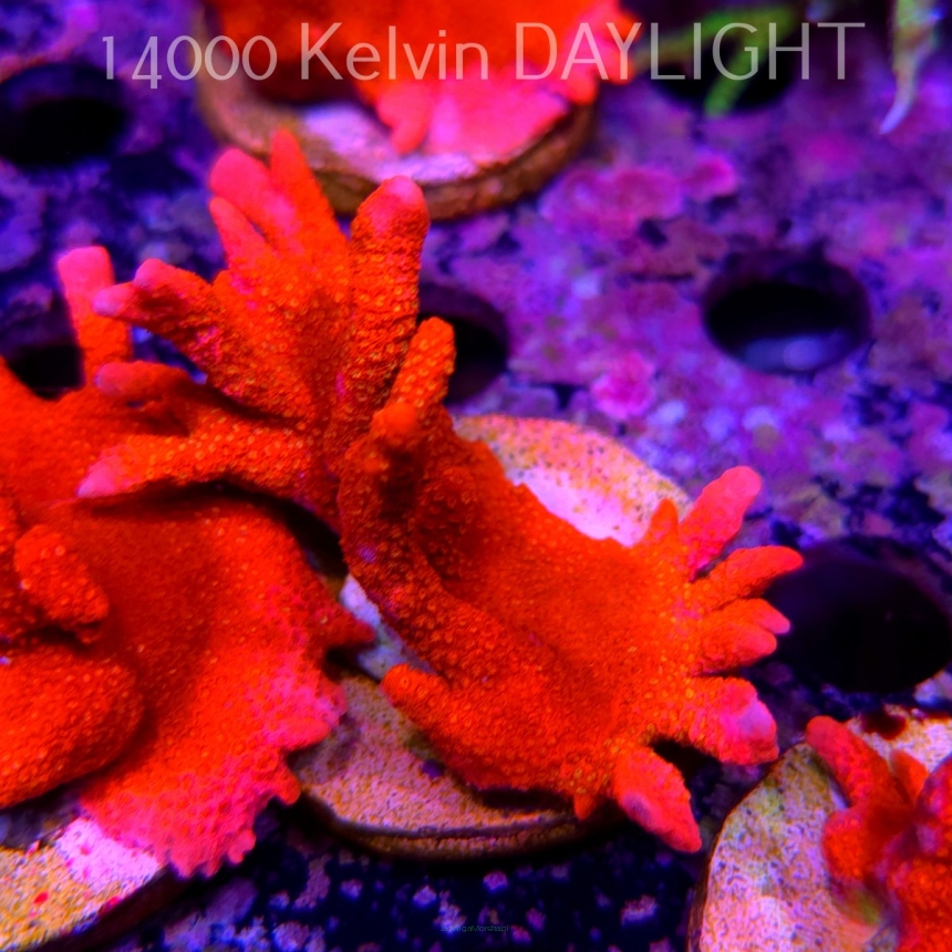 Montipora digitata RED (18.05.2025)  7cm