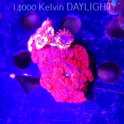 Blastomussa wellsi TG BLASTING RED + ZOANTHUS UTTER CHAOS (04.03.2026) 8P+8P