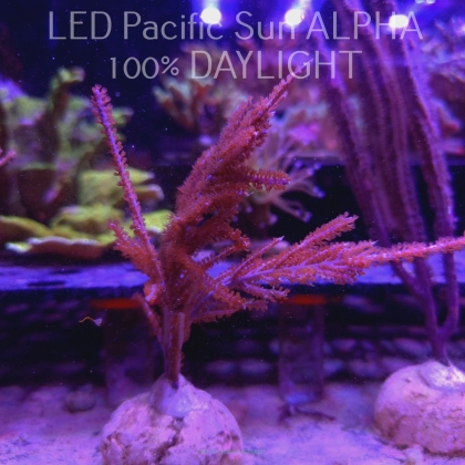 Muriceopsis flavida Purple Sea Plume (14.02.2024)