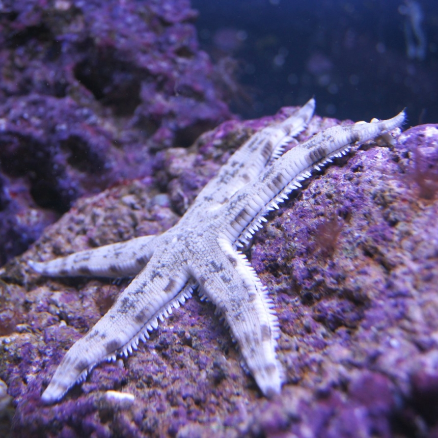 Archaster angulatus (Rozgwiazda piaskowa) rozmiar 12 cm