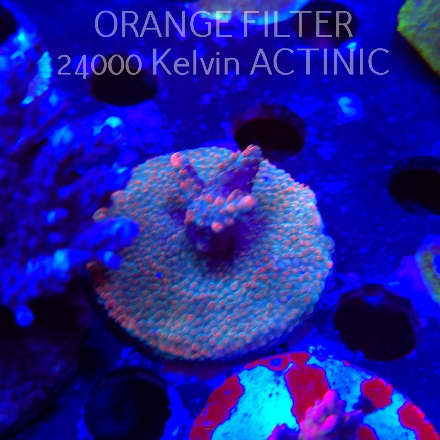 Acropora sp. AUSTRALIA (19.06.2025) L3-III-4  5cm