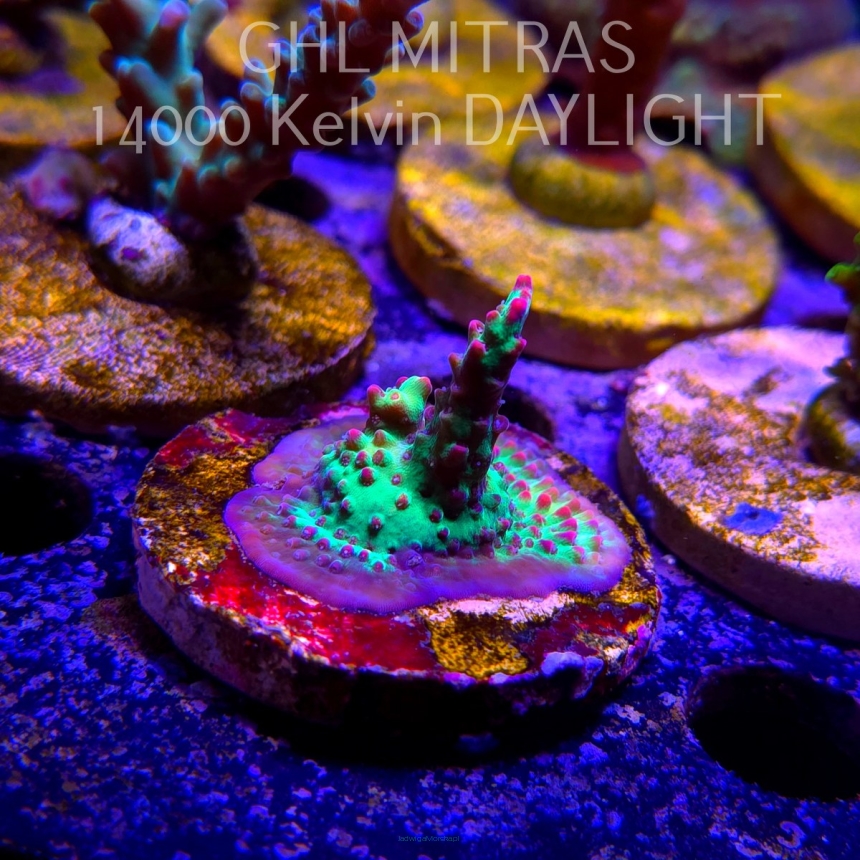 Acropora FOREST FIRE (20.02.2025) L4-II-21  4cm