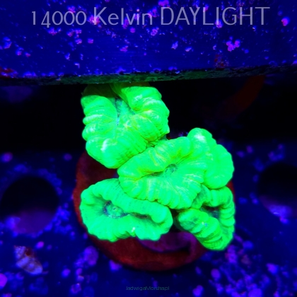 Caulastrea furcata (01.09.2025)  5P