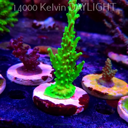 Acropora AUSTERA BANANA (19.06.2025) L3-III-13  10cm