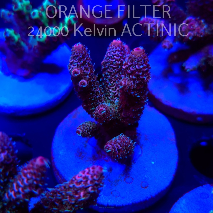 Acropora MILLEPORA RAINBOW (04.10.2025)  5cm