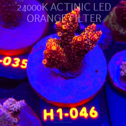 Acropora MILLEPORA BUBBLEGUM (02.02.2026) H1-046  5cm