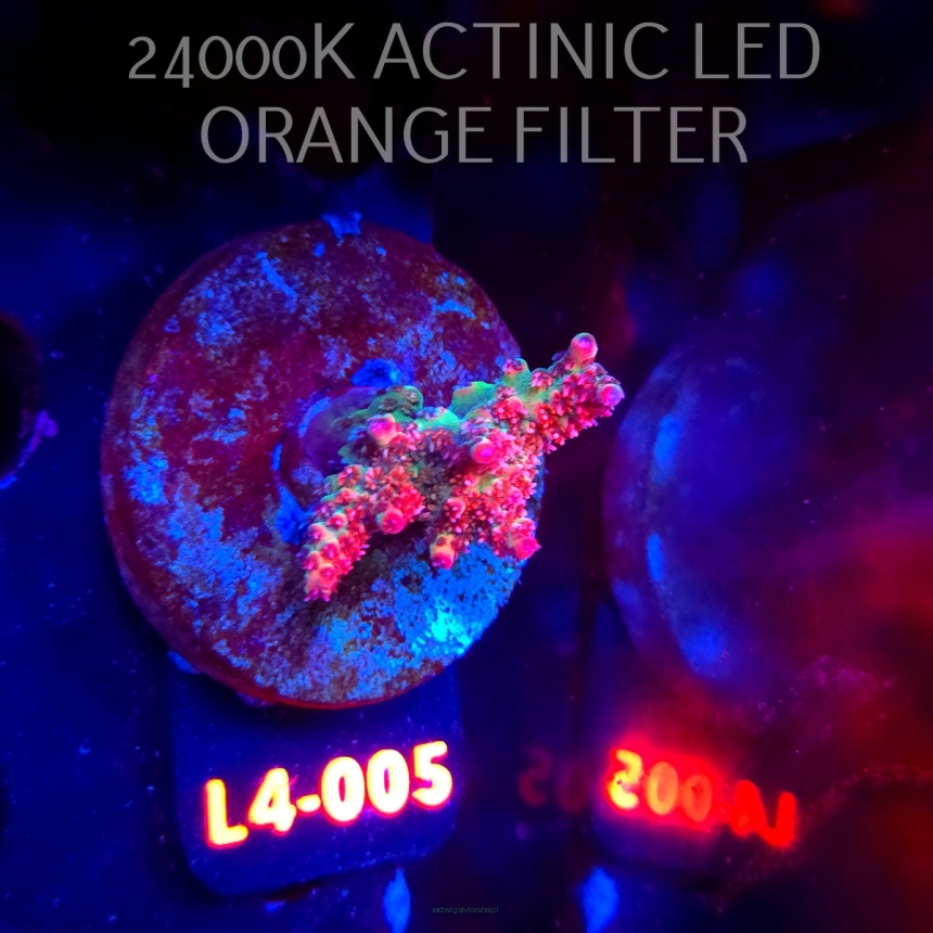 Acropora sp. PREMIUM AUSTRALIA  (07.01.2026) L4-005  3cm