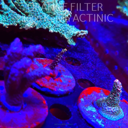 Acropora sp. AUSTRALIA  (21.06.2025) L4-III-31  3cm