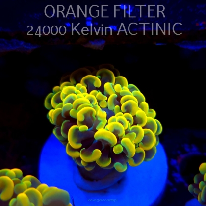 Euphyllia paraancora GOLD HOLOGRAM HAMMER (01.04.2025)