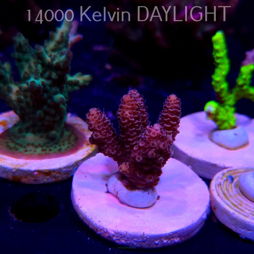 Acropora MILLEPORA PINK (20.03.2025) L1-III-31  4cm