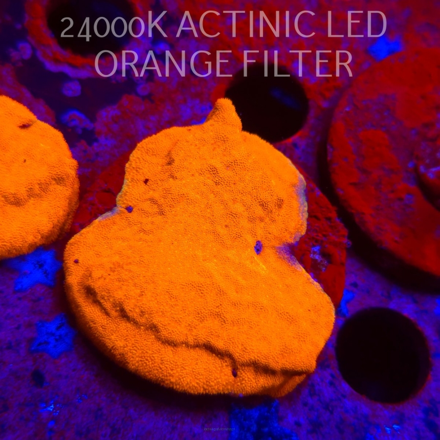 Leptoseris foliosa GOLD (08.11.2025) MM1-I-9  5cm