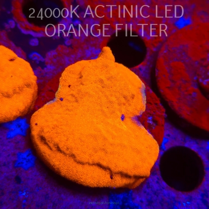 Leptoseris foliosa GOLD (08.11.2025) MM1-I-9  5cm