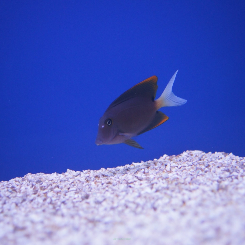 Ctenochaetus tominiensis 4-5 cm