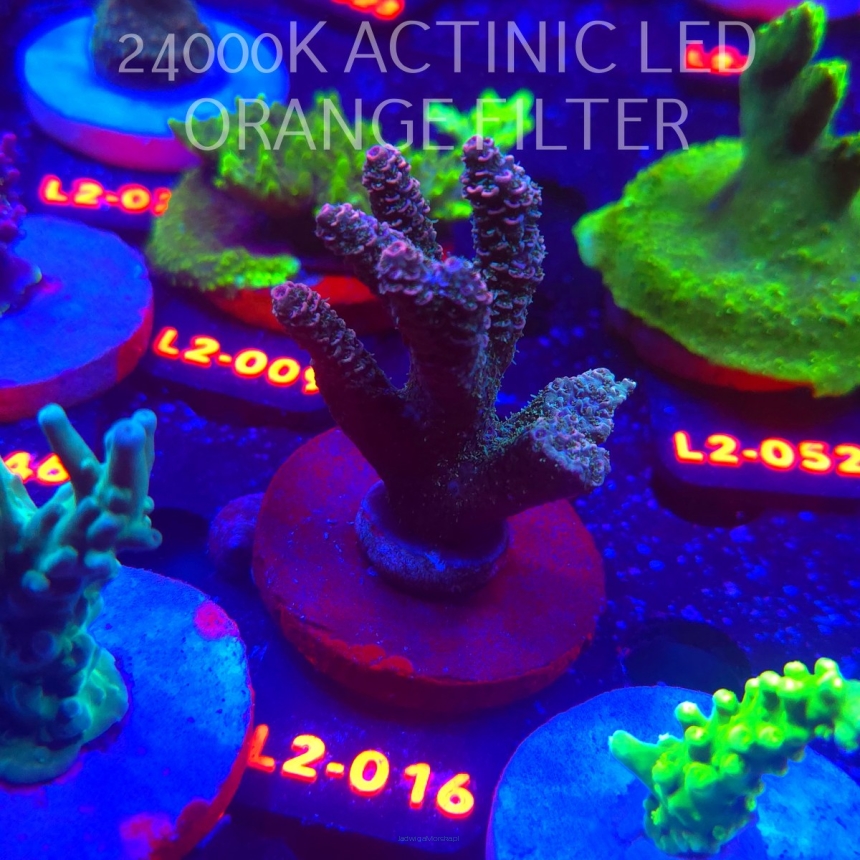 Acropora MILLEPORA PINK (14.11.2025) L2-016  7cm