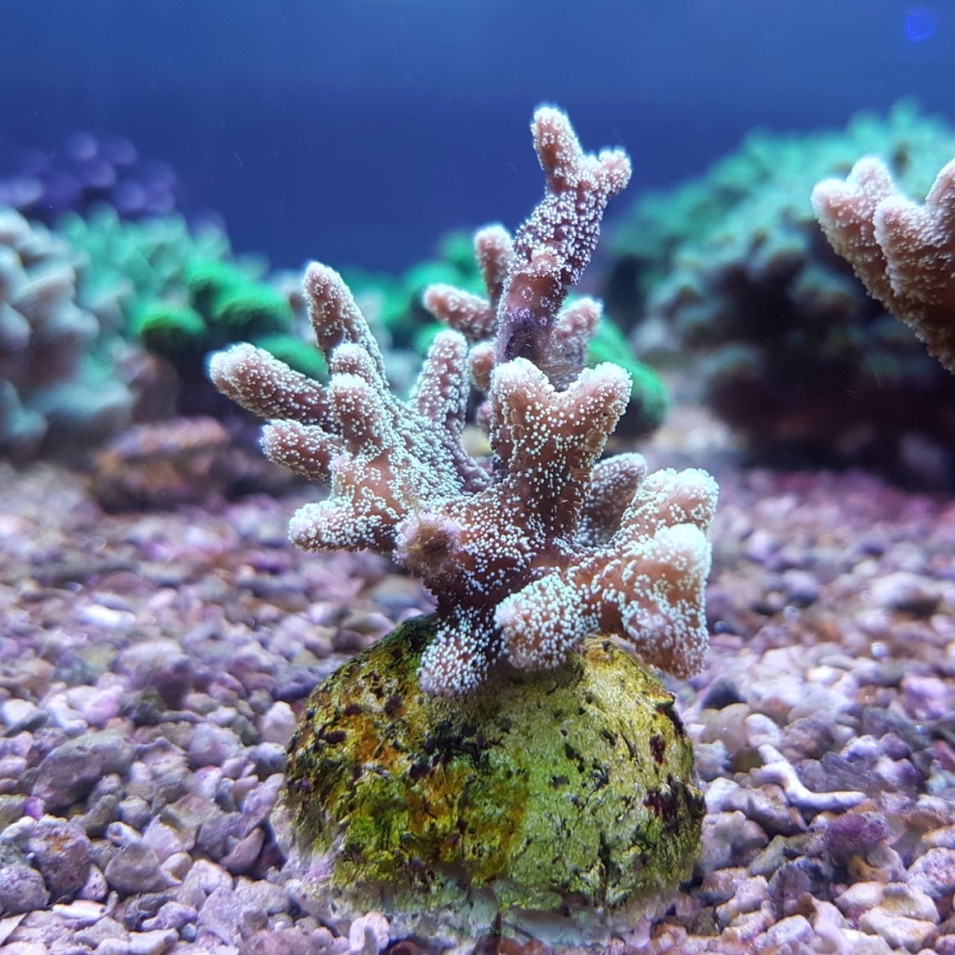 Pocillopora elegans