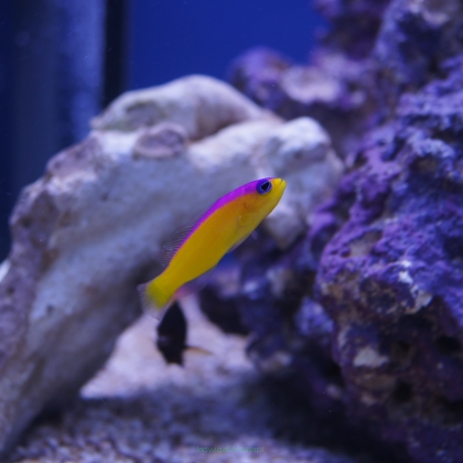 Pseudochromis diadema rozmiar 4-5 cm