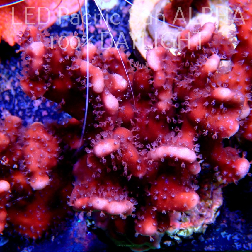 C.D. Blue Ridge Coral - Heliopora coerulea - Blue Fire Coral  3cm