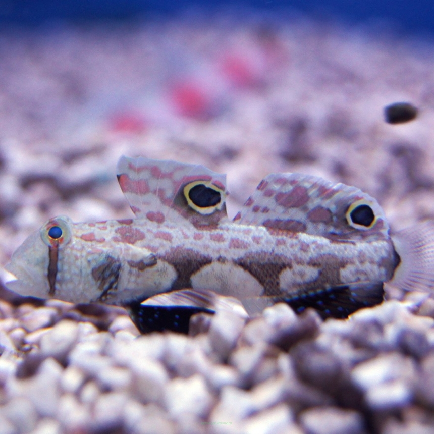 Signigobius biocellatus rozmiar 3cm